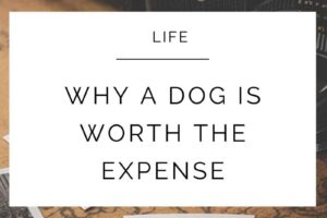 Why A Dog Is Worth The Expense