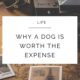 Why A Dog Is Worth The Expense