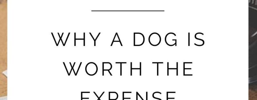 Why A Dog Is Worth The Expense